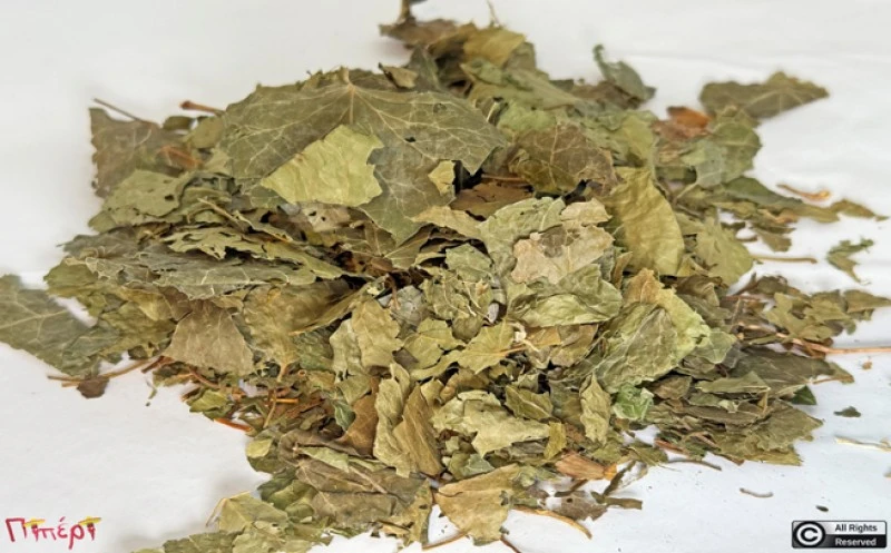 Κισσός, (Hedera helix). 1