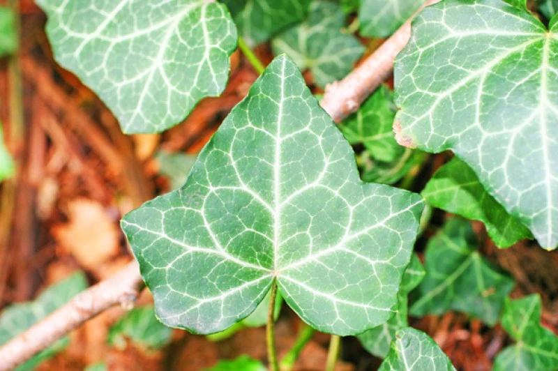 Κισσός, (Hedera helix). 2