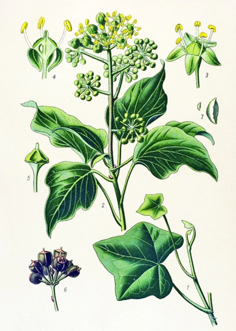 Κισσός, (Hedera helix). 3