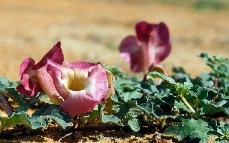 Αρπαγόφυτο , Αρπαγόφυτον το πρηνές ,ξύλινη αράχνη ,νύχι του διαβόλου, (devil's claw) (Harpagophytum Procumbens) 2