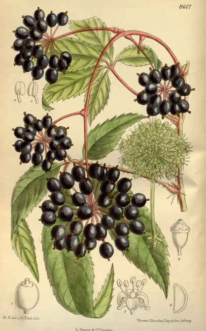 Ελευθερόκκοκος ,  σιβηριανό ginseng, θάμνος του διαβόλου,Siberian Ginseng , (Eleutherococcus Senticosus) 3