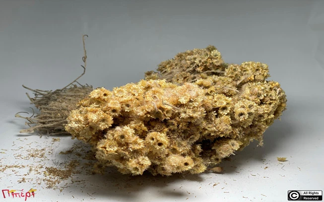 Ελίχρυσος ο πολύτιμος ( ανθός ), αμάραντος, Μάης, Σεμπρεβίβα , δάκρυα της Παναγίας , στοιχάς, ανθονοίδα, μελιτοπούλι, ( Helichrysum stoechas )  1