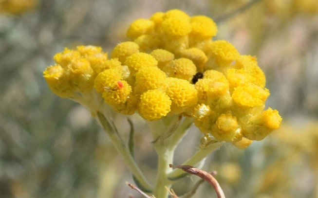 Ελίχρυσος ο πολύτιμος ( ανθός ), αμάραντος, Μάης, Σεμπρεβίβα , δάκρυα της Παναγίας , στοιχάς, ανθονοίδα, μελιτοπούλι, ( Helichrysum stoechas )  2