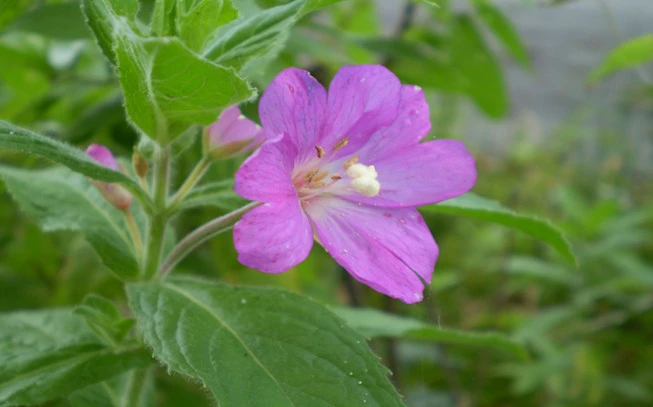 Επιλόβιο , Willow herb , hoary willowherb , ( Epilobium parviflorum ). 2