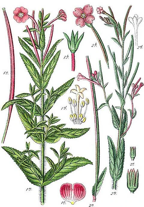 Επιλόβιο , Willow herb , hoary willowherb , ( Epilobium parviflorum ). 3