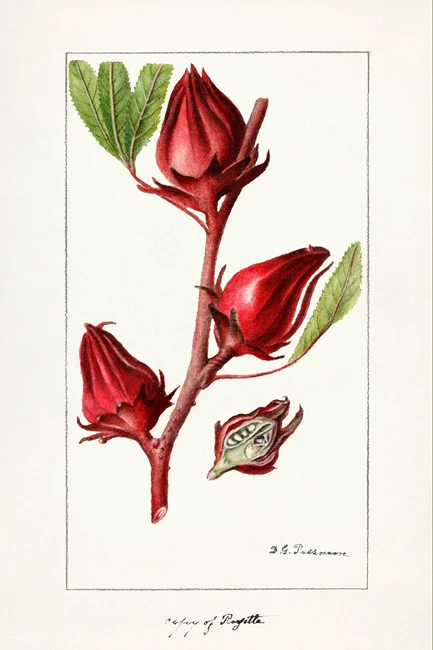 Hibiscus, carcade, hibiscus, (Hibiscus sabdariffa) 3