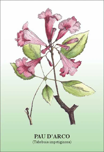 Ιπέροξο , λάπαθο , λαπάχο ,πάο ντ'άρκο ,ροζ τρομπέτα , Pink trumpet , pau d'arco , Lapacho , (Tabebuia impetiginosa ) 3