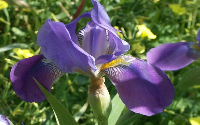 Ίριδα , ίρις , ανεβρίδα ,( Iris germanica ) 2