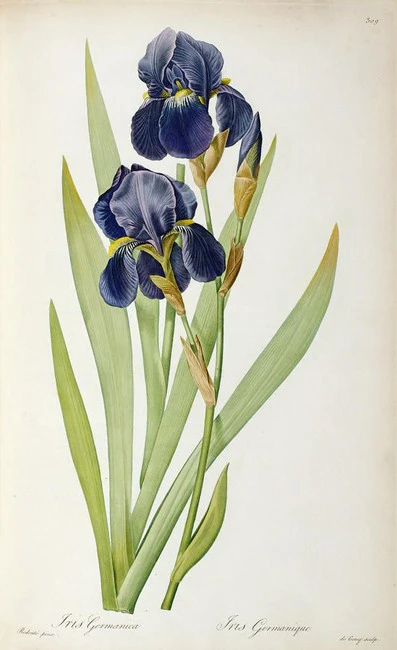 Ίριδα , ίρις , ανεβρίδα ,( Iris germanica ) 3