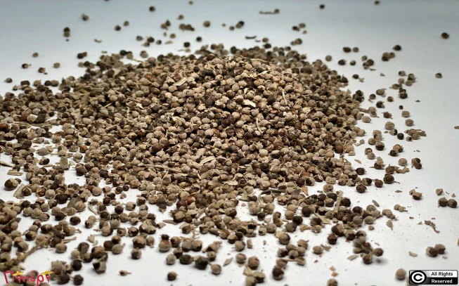 Wicker, Agnos the common, Agnos the pure, Lygia, agnia, Kanapitsa, chasteberry, Monk’s Pepper, (Vitex agnus-castus) 1