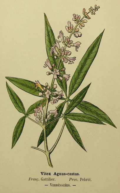 Wicker, Agnos the common, Agnos the pure, Lygia, agnia, Kanapitsa, chasteberry, Monk’s Pepper, (Vitex agnus-castus) 3