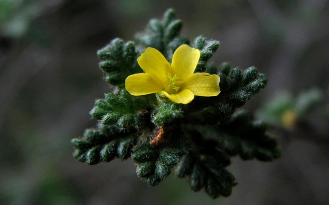 Damiana, (turnera diffusa -turnera aphrodisiaca). 2