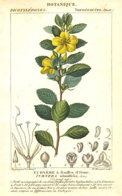 Damiana, (turnera diffusa -turnera aphrodisiaca). 3