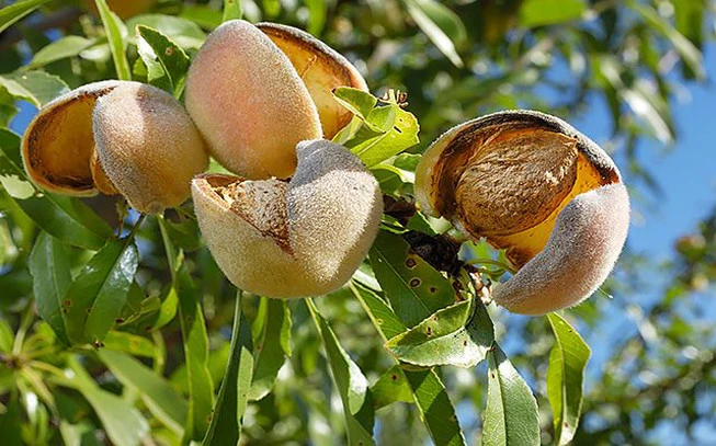 Bitter almond, bitter almond fruit, (Amygdalus communis), (Prunus amaris). 2