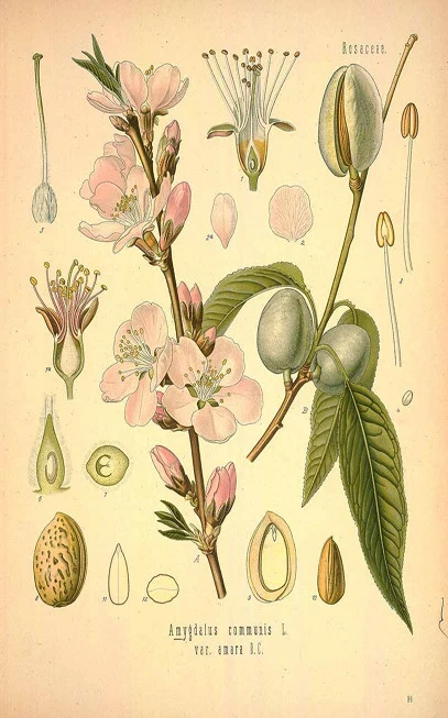 Bitter almond, bitter almond fruit, (Amygdalus communis), (Prunus amaris). 3