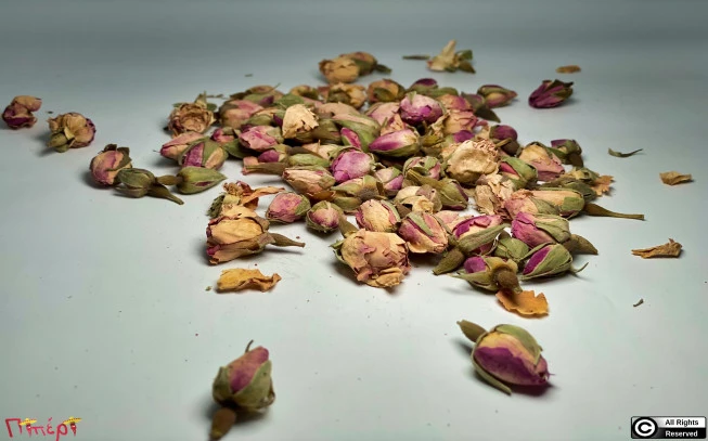 Pink rose buds , ( rosa damascena ). 1