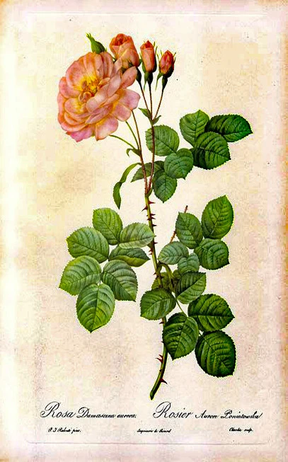 Pink rose buds , ( rosa damascena ). 3