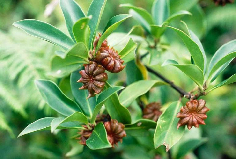Αστεροειδής γλυκάνισος , ( Illicium verum ) ( star anise). 2