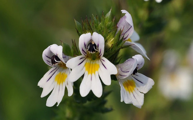 Euphrasia, euphrasia, Euphrasiae herba, (Euphrasia officinalis) 2