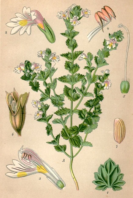 Euphrasia, euphrasia, Euphrasiae herba, (Euphrasia officinalis) 3