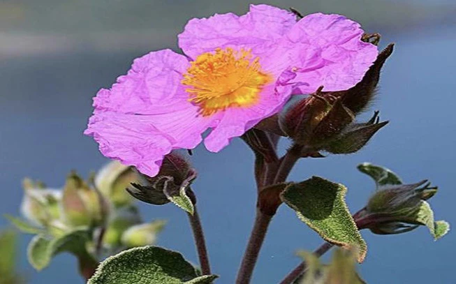 Lavdano resin, Kistos, ladano, ladania, aladania, Lavdania, Kounoukla, Cretan rockrose, (cistus incanus -Cistus creticus). 2