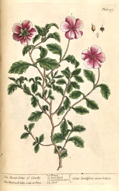 Lavdano resin, Kistos, ladano, ladania, aladania, Lavdania, Kounoukla, Cretan rockrose, (cistus incanus -Cistus creticus). 3
