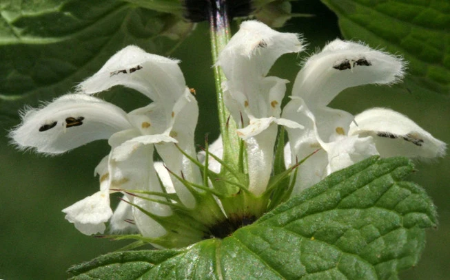 Λάμιο , Νεροτσουκνίδα, Αρχάγγελο ή Λαβρόχορτο , White Dead-nettle , ( Lamium album ). 2