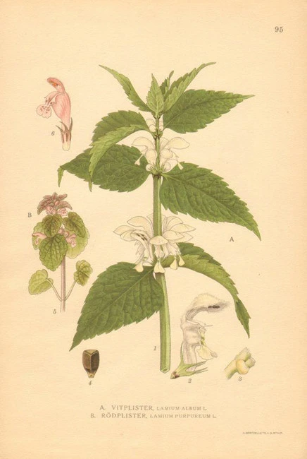 Λάμιο , Νεροτσουκνίδα, Αρχάγγελο ή Λαβρόχορτο , White Dead-nettle , ( Lamium album ). 3