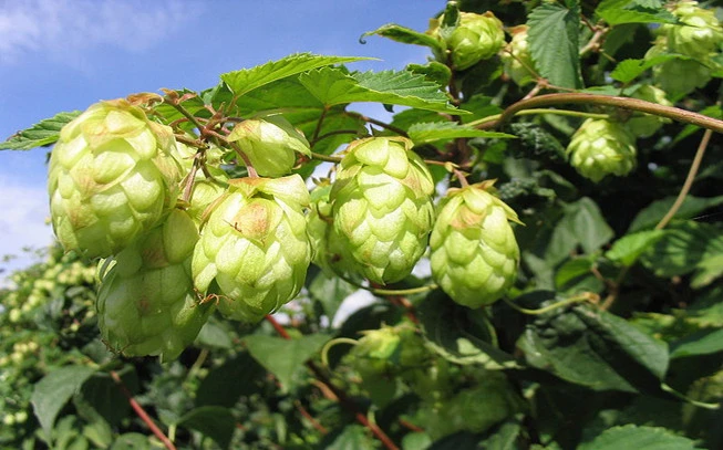 Λυκίσκος , ζυθοβότανο , hops , ( humulus lupulus ). 2