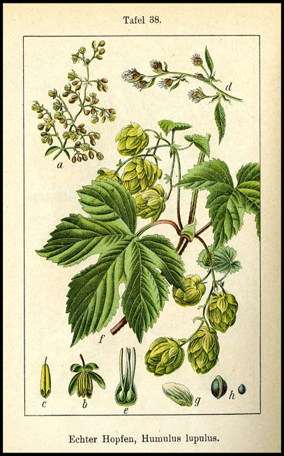 Λυκίσκος , ζυθοβότανο , hops , ( humulus lupulus ). 3