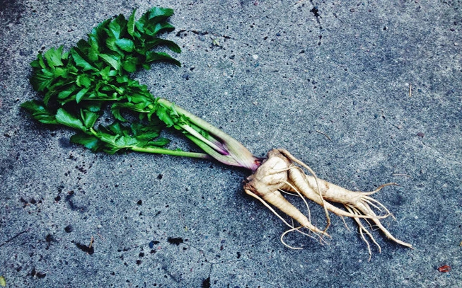 Mandrake, good man, archangel, mandrake, eggplant, meadow, 2