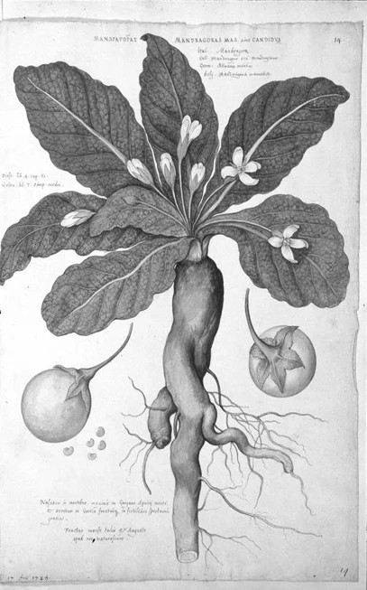 Mandrake, good man, archangel, mandrake, eggplant, meadow, 3