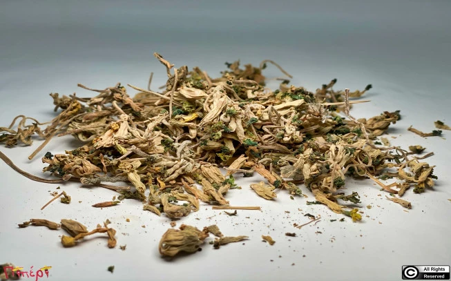 Πρίμουλα άνθη,  λουλούδι του Δαρβίνου, Πασχαλίτσα, Παναγίτσα, Δακράκι,  Ηρανθές, cowslip, cowslip primrose, ( Primula veris )( Primula officinalis ). 1