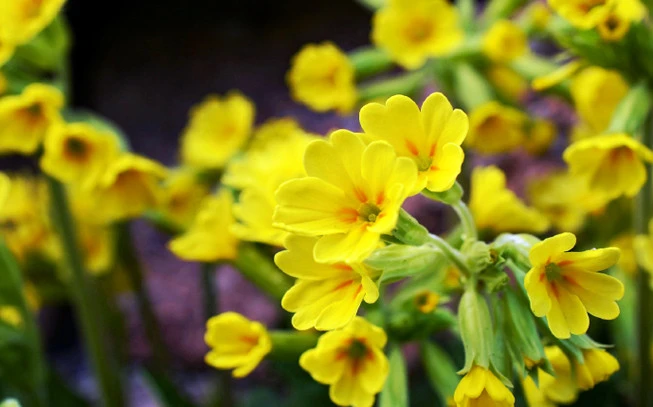 Πρίμουλα άνθη,  λουλούδι του Δαρβίνου, Πασχαλίτσα, Παναγίτσα, Δακράκι,  Ηρανθές, cowslip, cowslip primrose, ( Primula veris )( Primula officinalis ). 2