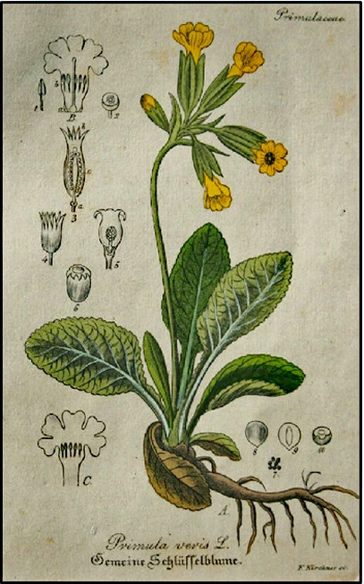 Πρίμουλα άνθη,  λουλούδι του Δαρβίνου, Πασχαλίτσα, Παναγίτσα, Δακράκι,  Ηρανθές, cowslip, cowslip primrose, ( Primula veris )( Primula officinalis ). 3