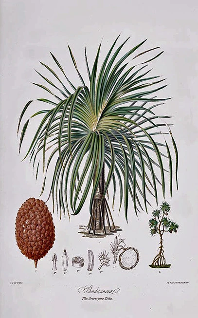 Σερενόα , Σάο Παλμέτο , Saw Palmetto ,( Serenoa repens). 3