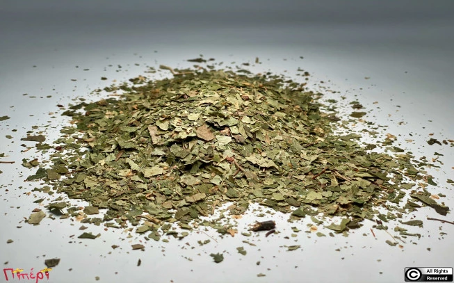 Birch, Betula, European birch, silver birch, warty birch, European white birch, (Betula pendula). 1