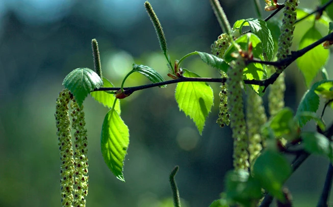 Birch, Betula, European birch, silver birch, warty birch, European white birch, (Betula pendula). 2