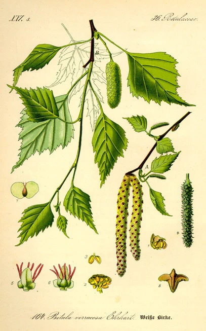 Birch, Betula, European birch, silver birch, warty birch, European white birch, (Betula pendula). 3