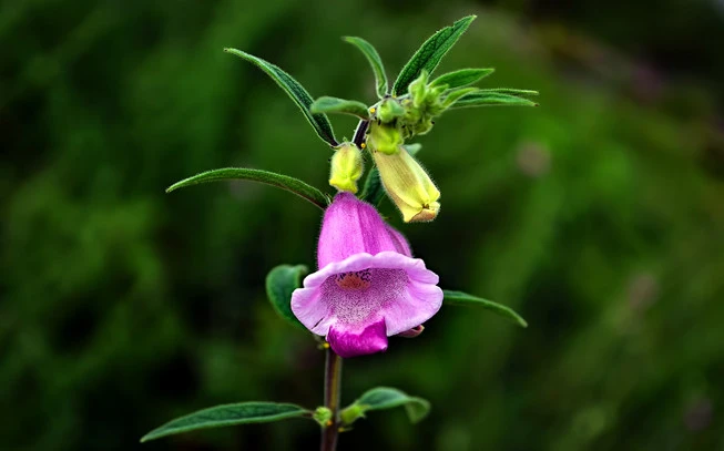 Σουσάμι φυσικό , σησάμι , Sesame seed unpeeled ,( Sesamum indicum ). 2