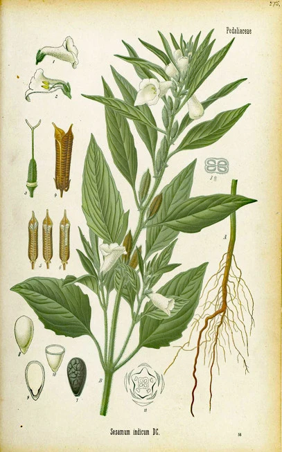 Σουσάμι φυσικό , σησάμι , Sesame seed unpeeled ,( Sesamum indicum ). 3