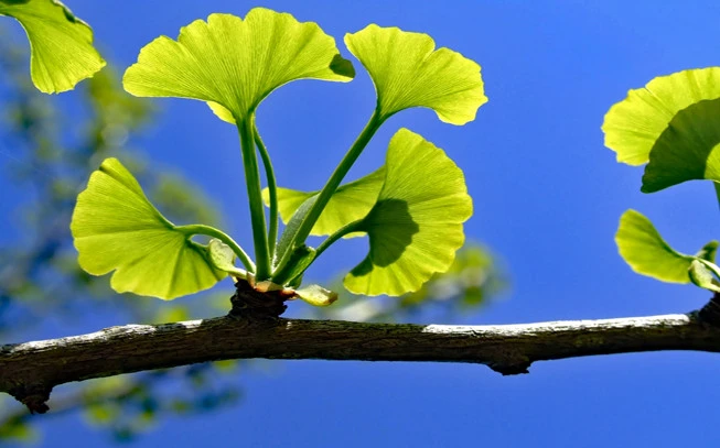 Ginkgo biloba 2