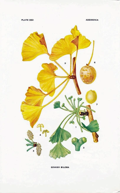 Ginkgo biloba 3
