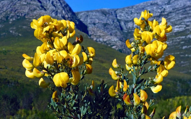 Τσάι κόκκινο roibos ,  Pu-erh , bush tea, red tea,  redbush tea , ( Aspalathus linearis ). 2
