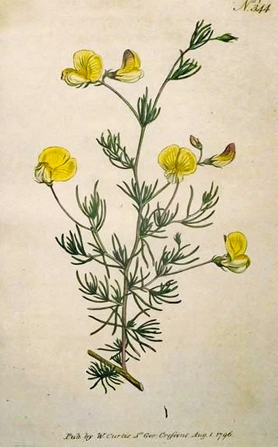 Τσάι κόκκινο roibos ,  Pu-erh , bush tea, red tea,  redbush tea , ( Aspalathus linearis ). 3