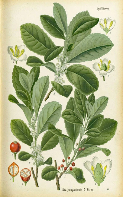 Τσάι ματέ , mate , Yerba mate , yerba-maté , ( ilex paraguariensis ). 3