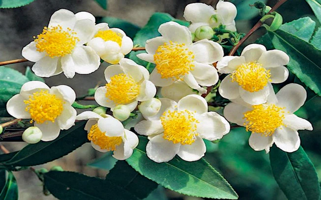  Green tea Gunpowder, ( Camellia sinensis ). 2