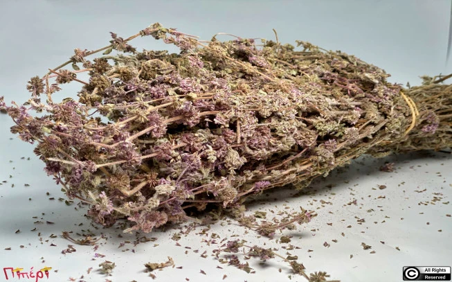 Fliskouni bunch, Fliskouni, Wild mint, vlichoni, glichouni, glikhon, pennyroyal, squaw mint, mosquito plant, pudding grass, (mentha pulegium). 1