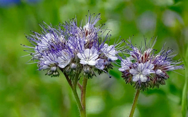 Fliskouni bunch, Fliskouni, Wild mint, vlichoni, glichouni, glikhon, pennyroyal, squaw mint, mosquito plant, pudding grass, (mentha pulegium). 2