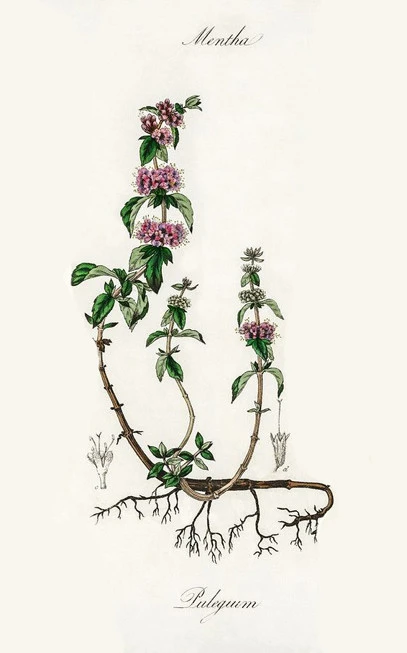 Fliskouni bunch, Fliskouni, Wild mint, vlichoni, glichouni, glikhon, pennyroyal, squaw mint, mosquito plant, pudding grass, (mentha pulegium). 3